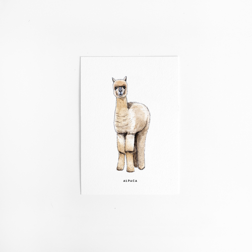 Postcard Alpaca - 10 pieces