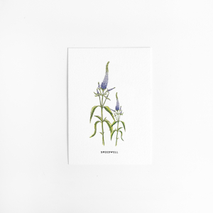 Postcard Flower Speedwell - 10 pieces