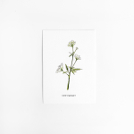 Postcard Flower Cow parsley - 10 pieces