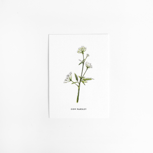 Postcard Flower Cow parsley - 10 pieces