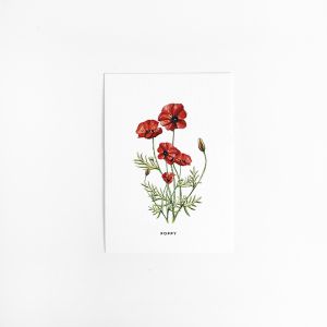 Postcard Flower Poppy - 10 pieces