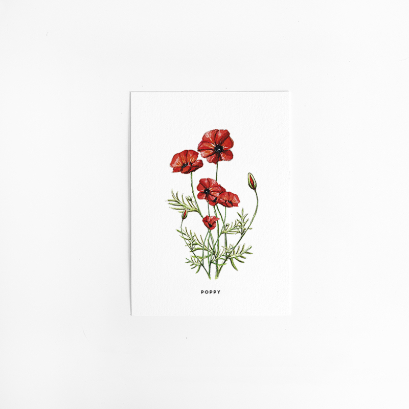 Postcard Flower Poppy - 10 pieces
