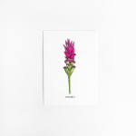 E. Kaart Kurkuma 10 st.