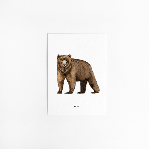 Postcard Bear - 10 pieces