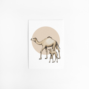 Postcard Circle Dromedary - 10 pieces