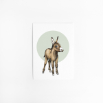 Postcard Circle  Donkey - 10 pieces