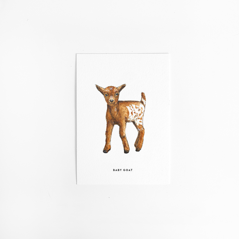 Postcard Baby goat - 10 pieces