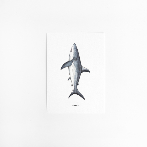 Postcard Shark - 10 pieces