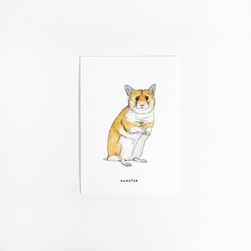 Postcard Hamster - 10 pieces