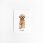 Postcard Dog labradoodle - 10 pieces