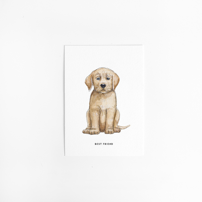 Postcard Labrador - 10 pieces