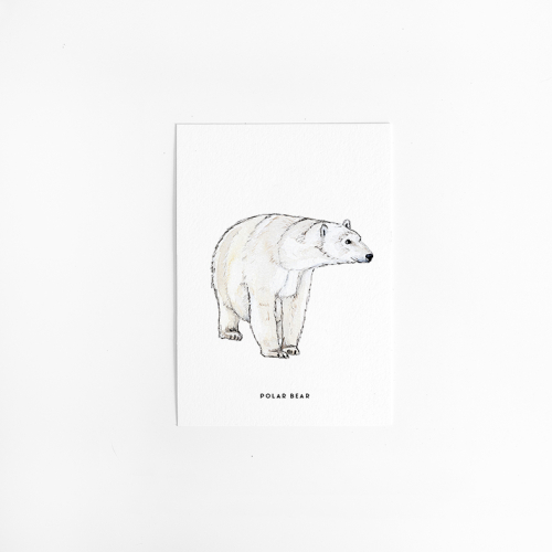 Postcard Baby Polar bear - 10 pieces
