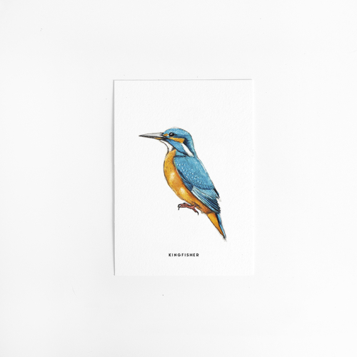 Postcard Kingfisher - 10 pieces