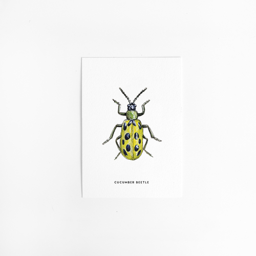 Postcard Cucumber beetle - 10 pieces