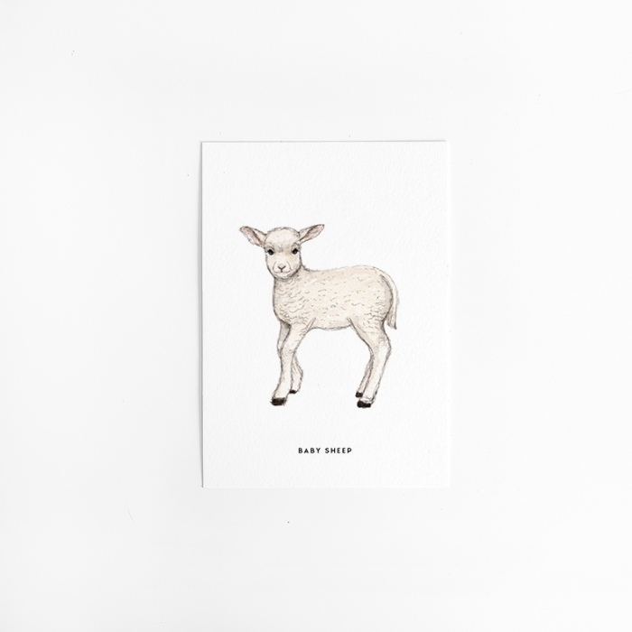 Postcard Baby sheep - 10 pieces