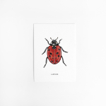 Postcard Lady bird - 10 pieces