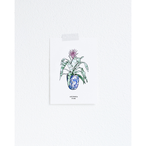 Postcard Plant Aechmea Pink - 10 pieces