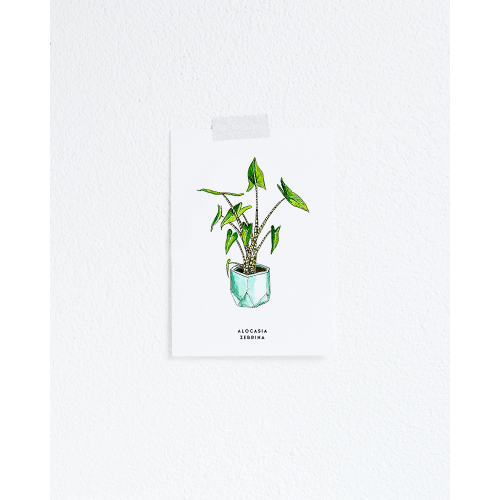 Postcard Plant Alocasia Zebrina - 10 pieces
