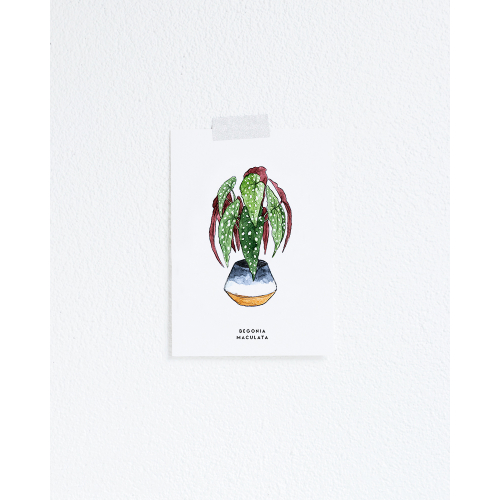 Postcard Plant Begonia - 10 pieces