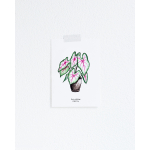 F. Kaart Plant Caladium 10 st.