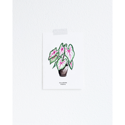 Postcard Plant Caladium - 10 pieces
