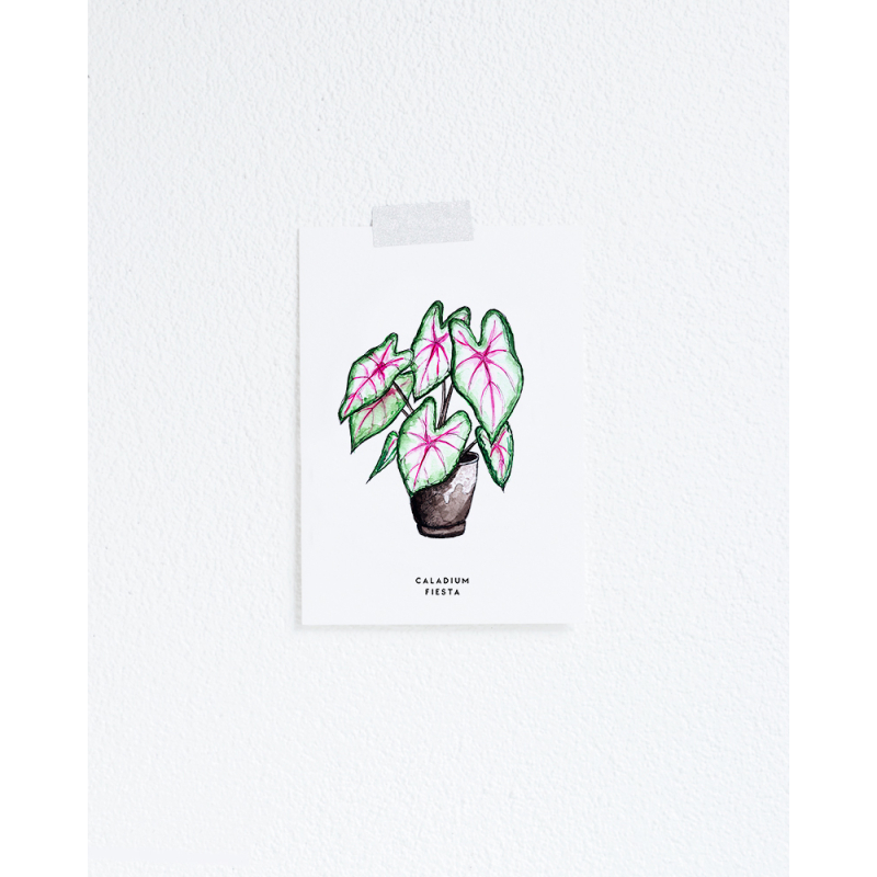 Postcard Plant Caladium - 10 pieces