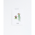 Postcard Flower Tillandsia - 10 pieces