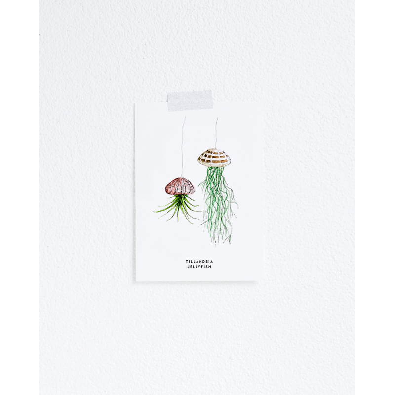 Postcard Flower Tillandsia - 10 pieces