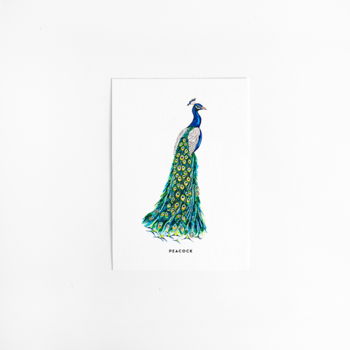 Postcard Peacock - 10 pieces