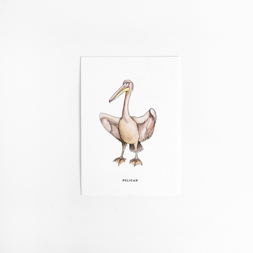 Postcard Pelican - 10 pieces