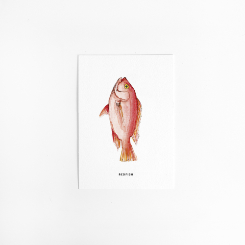 Postcard Redfish - 10 pieces
