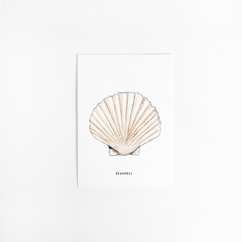 Postcard Schelp - 10 pieces