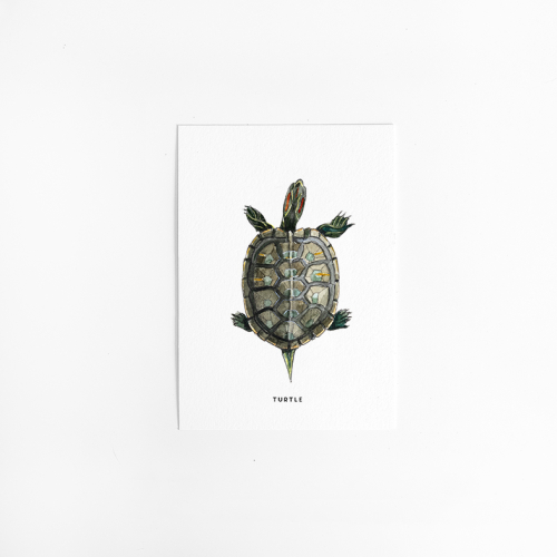 Postcard Turtle - 10 pieces