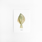 Postcard Plaice - 10 pieces