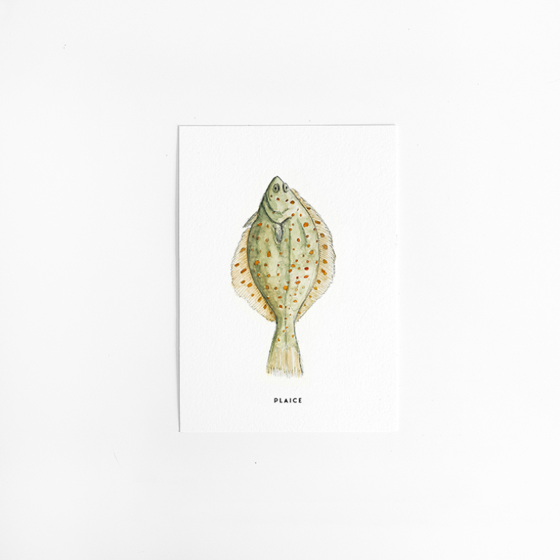 Postcard Plaice - 10 pieces