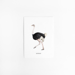 A. Kaart Struisvogel 10 st.