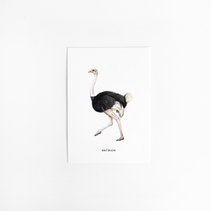 Postcard Ostrich - 10 pieces