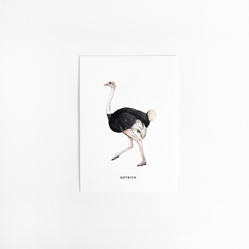 Postcard Ostrich - 10 pieces