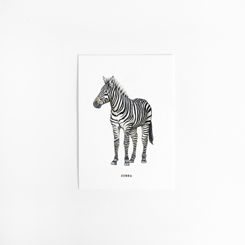 Postcard Zebra - 10 pieces