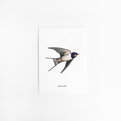 Postcard Swallow - 10 pieces