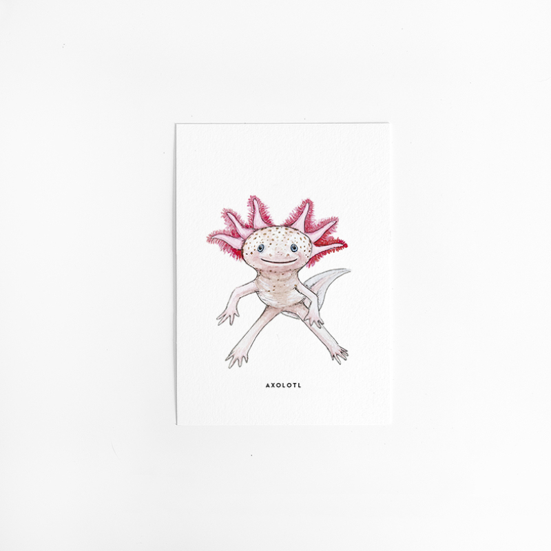 Postcard Axolotl - 10 pieces