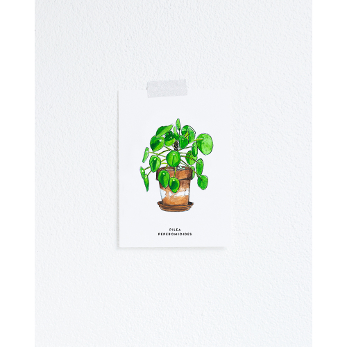 F. Kaart Plant Pilea 10 st.