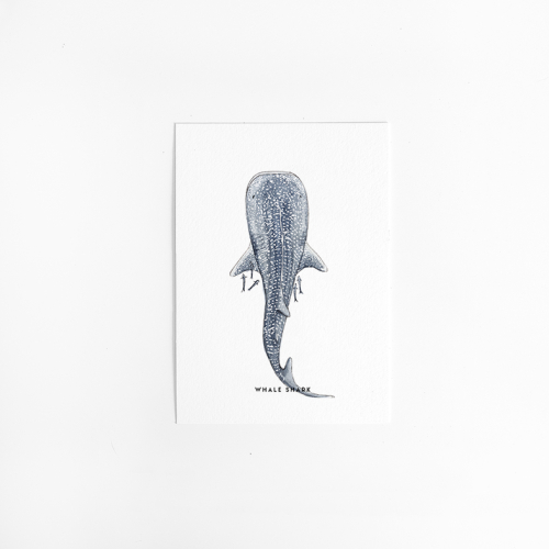 A. Kaart Walvishaai 10 st. A. Kaart Walvishaai 10 st.