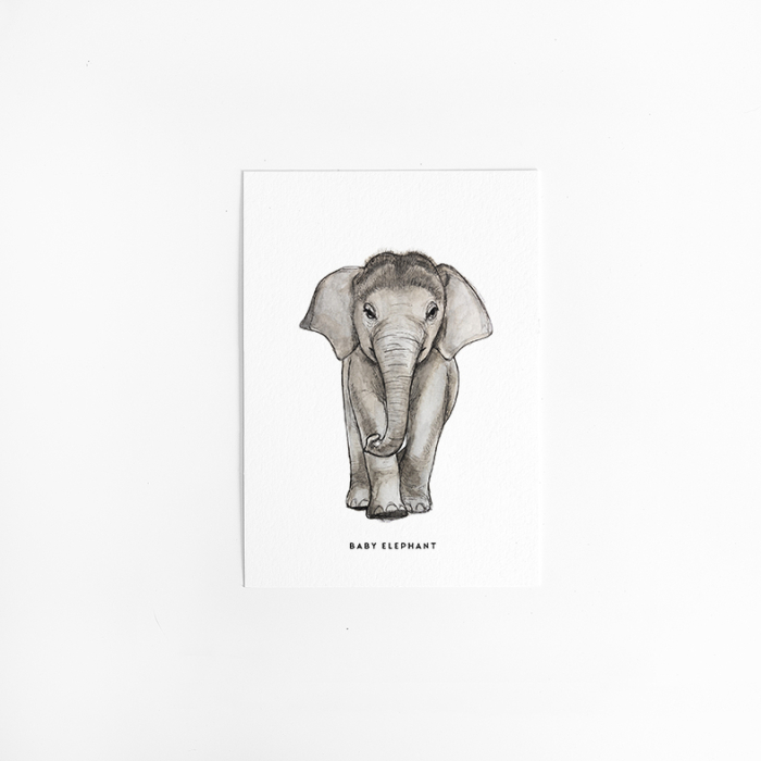 Postcard Baby Elephant - 10 pieces