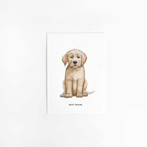 Postcard Labrador - 10 pieces