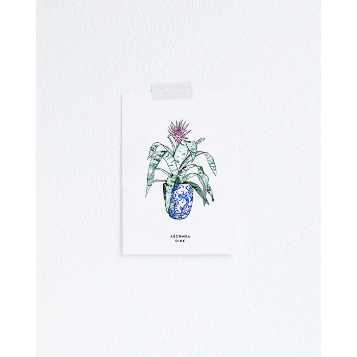 Postcard Plant Aechmea Pink - 10 pieces Postcard Plant Aechmea Pink - 10 pieces