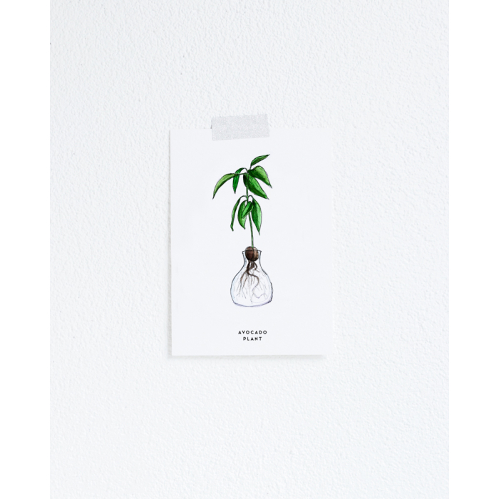 Postcard Plant Avocado - 10 pieces Postcard Plant Avocado - 10 pieces