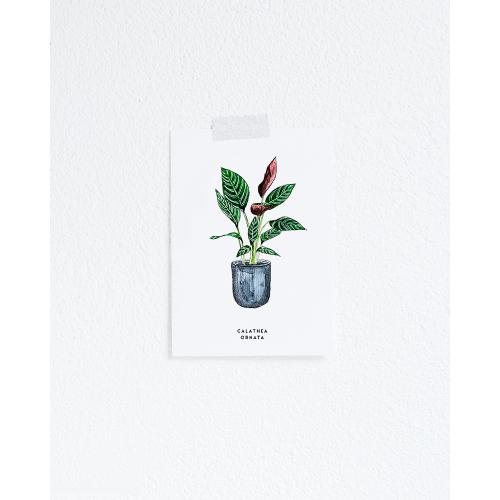 Postcard Plant Calathea - 10 pieces