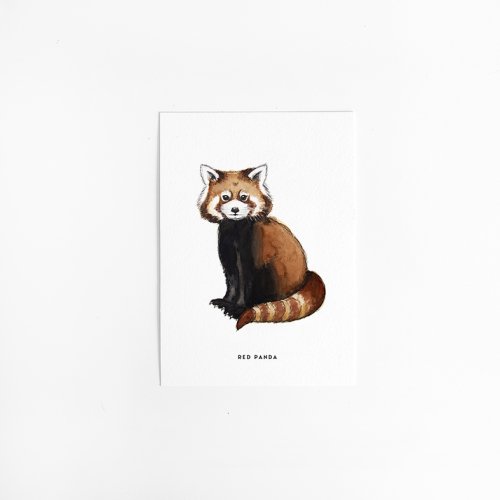 Postcard Red panda - 10 pieces