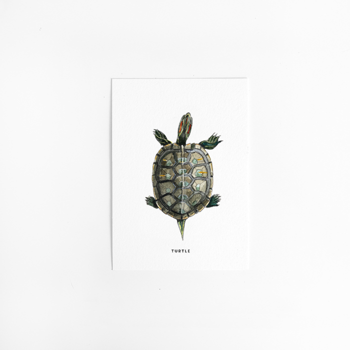 Postcard Turtle - 10 pieces Postcard Turtle - 10 pieces